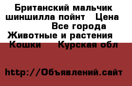 Британский мальчик шиншилла-пойнт › Цена ­ 5 000 - Все города Животные и растения » Кошки   . Курская обл.